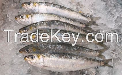 Sardine Frozen & fresh 