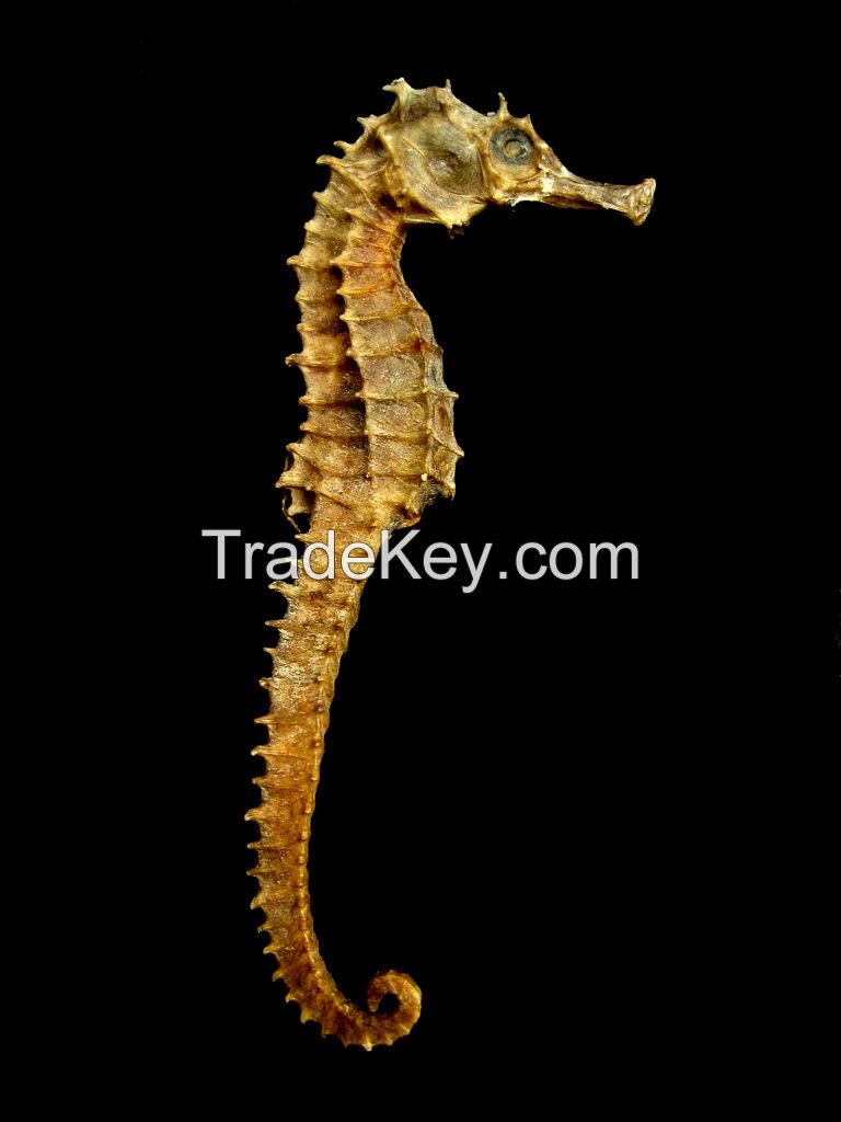 Dried Sea Horse (Hippocampus spp)