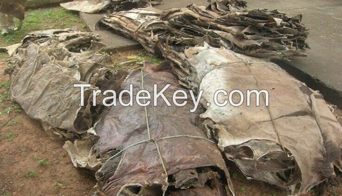 Dry Salted Donkey Hides