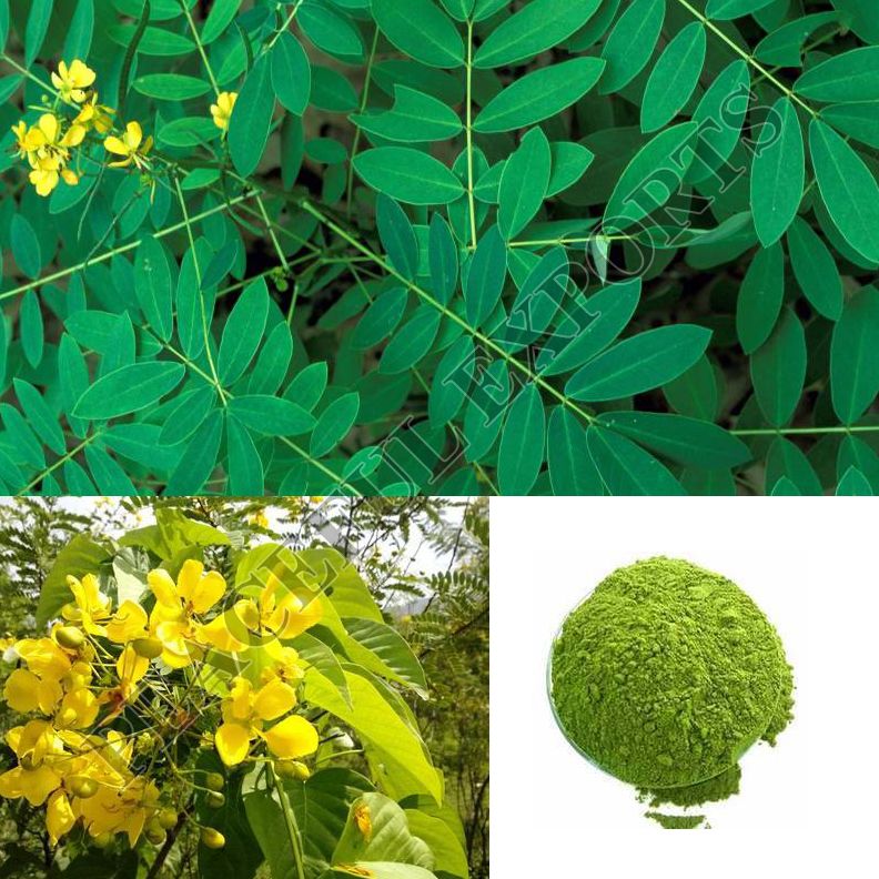 Senna Auriculata