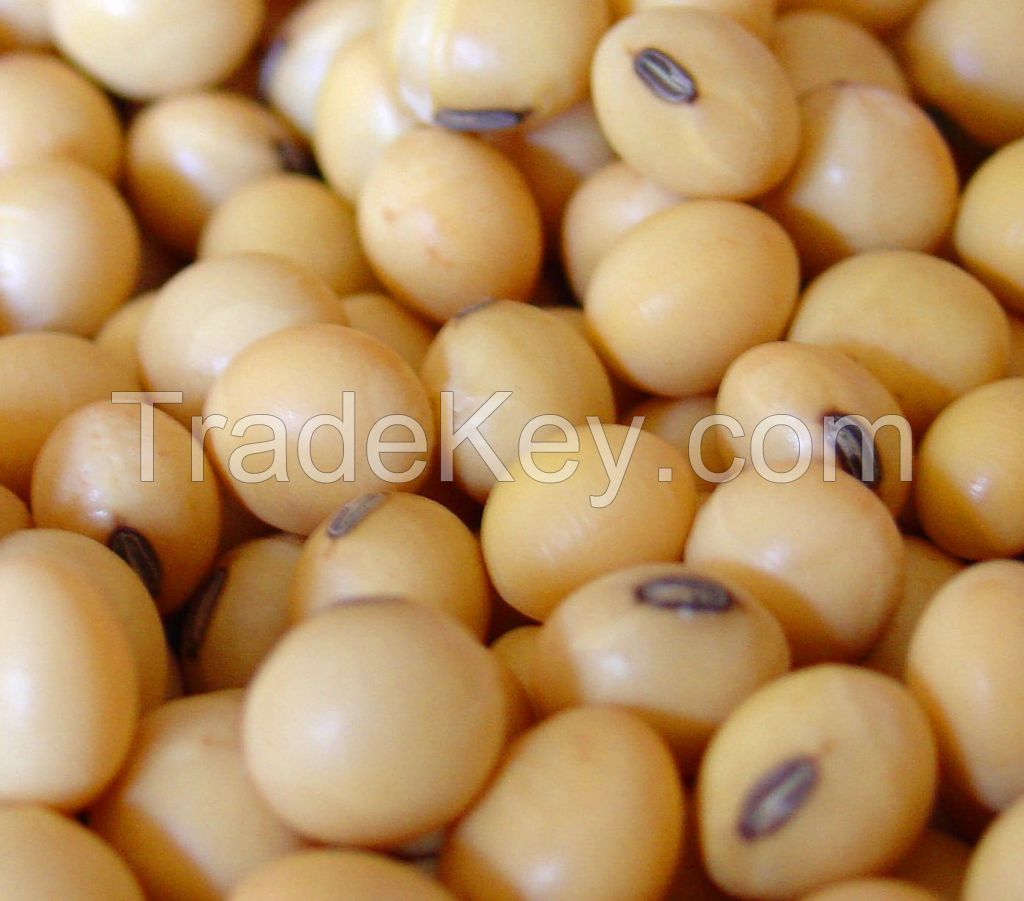 Soybean Seeds