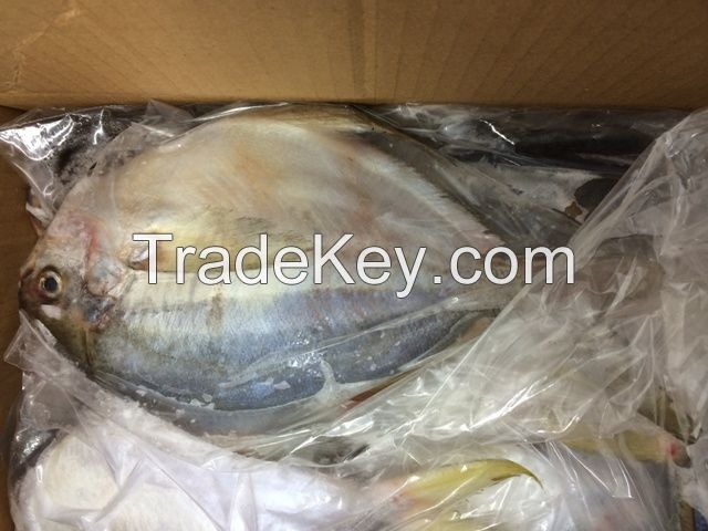 FROZEN WHOLE ROUND SILVER POMFRET