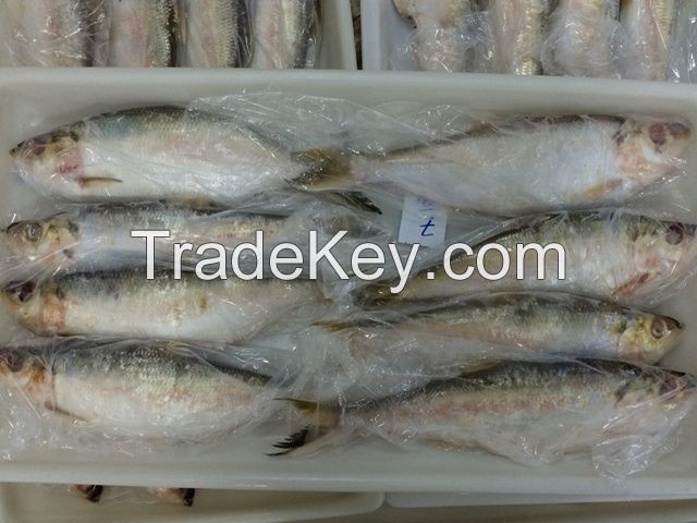 FROZEN WHOLE ROUND ILISHA / HILSA FISH