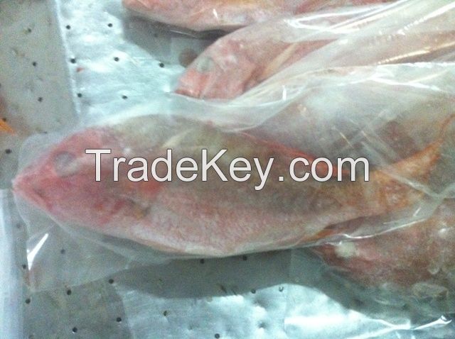 FROZEN RED SNAPPER WHOLE GUTTED GILLED AND SCALED