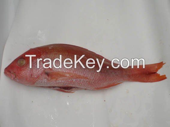 FROZEN RED SNAPPER WHOLE GUTTED GILLED AND SCALED
