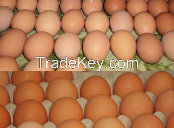 Chicken Table Eggs Brown and White Shell Chicken Eggs