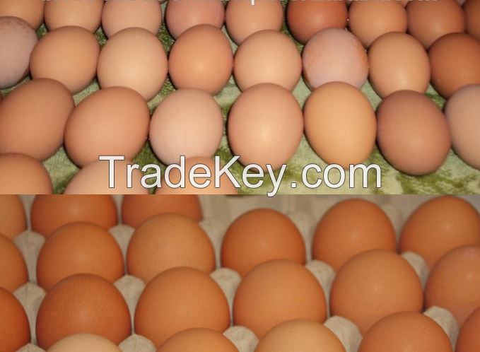 Table Eggs & Fertilized Hatching Eggs at moderate prices