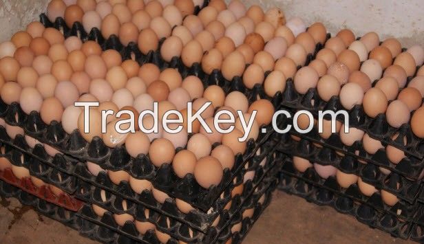 Farm Fresh Chicken Table eggs, Brown Shell chicken eggs, White shell chicken eggs