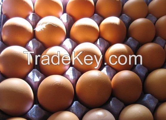 Special Organic Fresh Chicken Table Eggs & Fertilized Hatching Eggs ready for world market