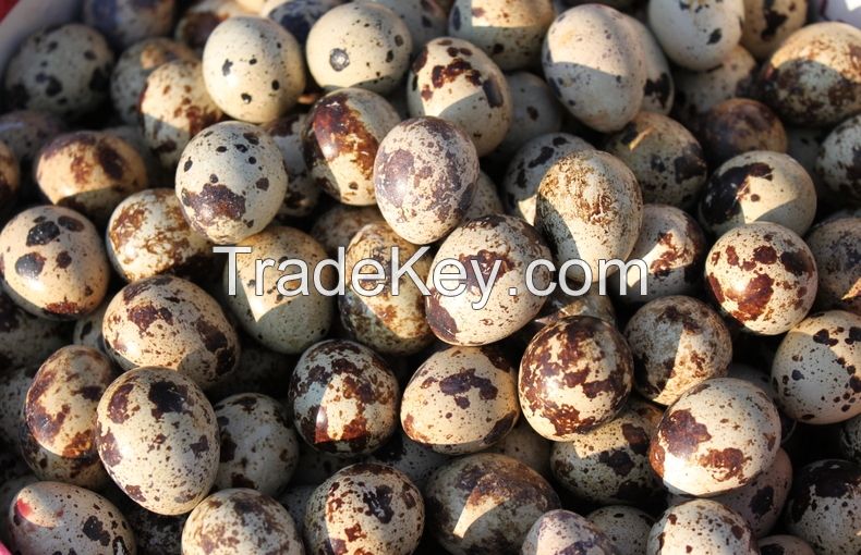 Fresh table quail eggs