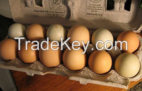 Table Eggs & Fertilized Hatching Eggs at moderate prices