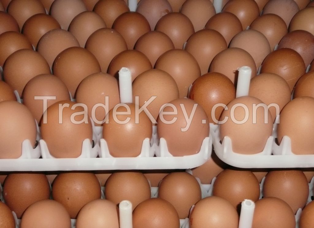 HALAL brown chilcken egg regular size