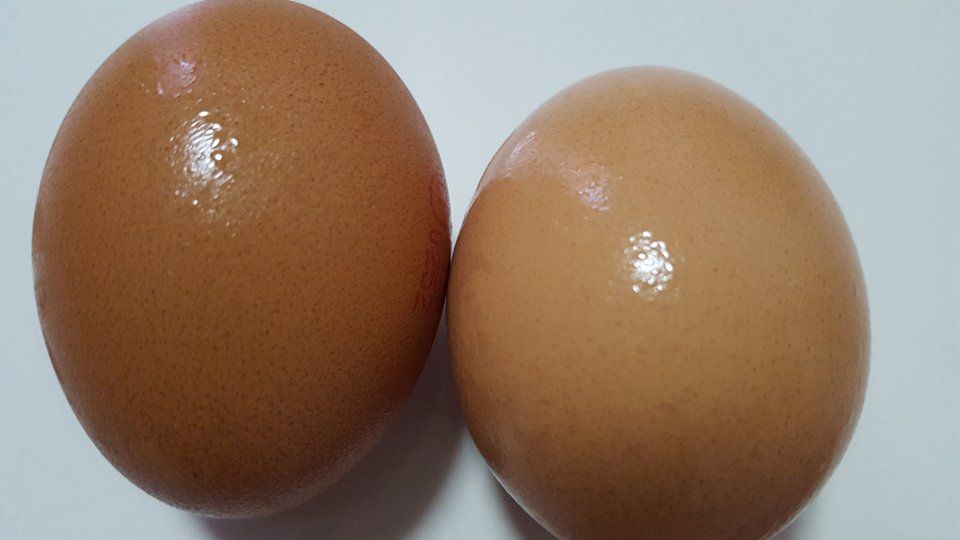 HALAL brown chilcken egg regular size