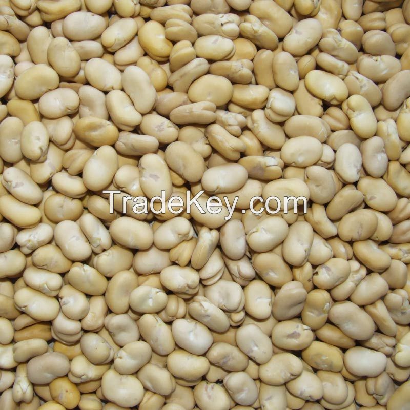 high quality dry Broad Bean fava bean faba bean