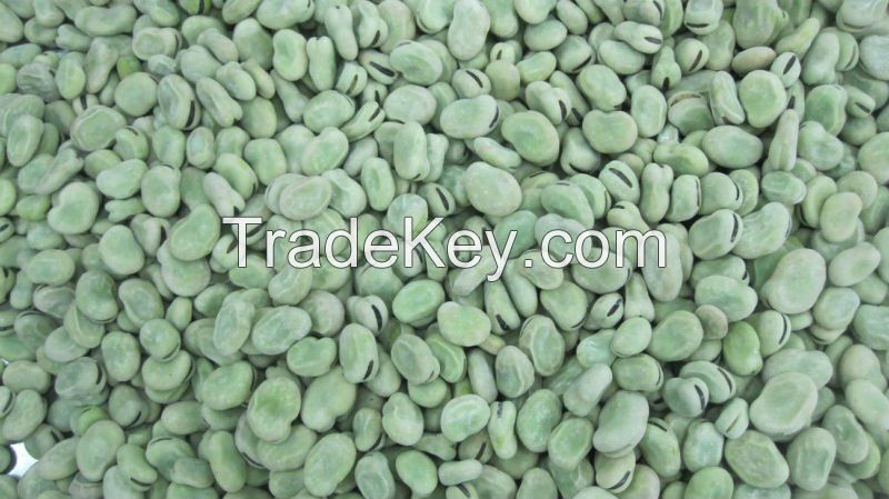 high quality dry Broad Bean fava bean faba bean