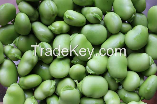 IQF/Frozen double peeled broad beans new crop