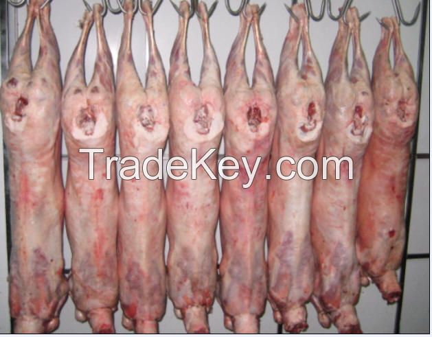 Boneless meat, Sheep meat, Donkey meat, buffalo& Lamb meat