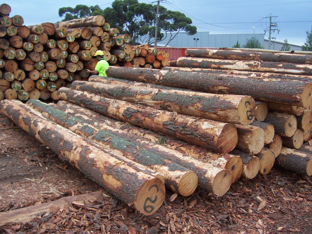 Softwood logs for export from Australia