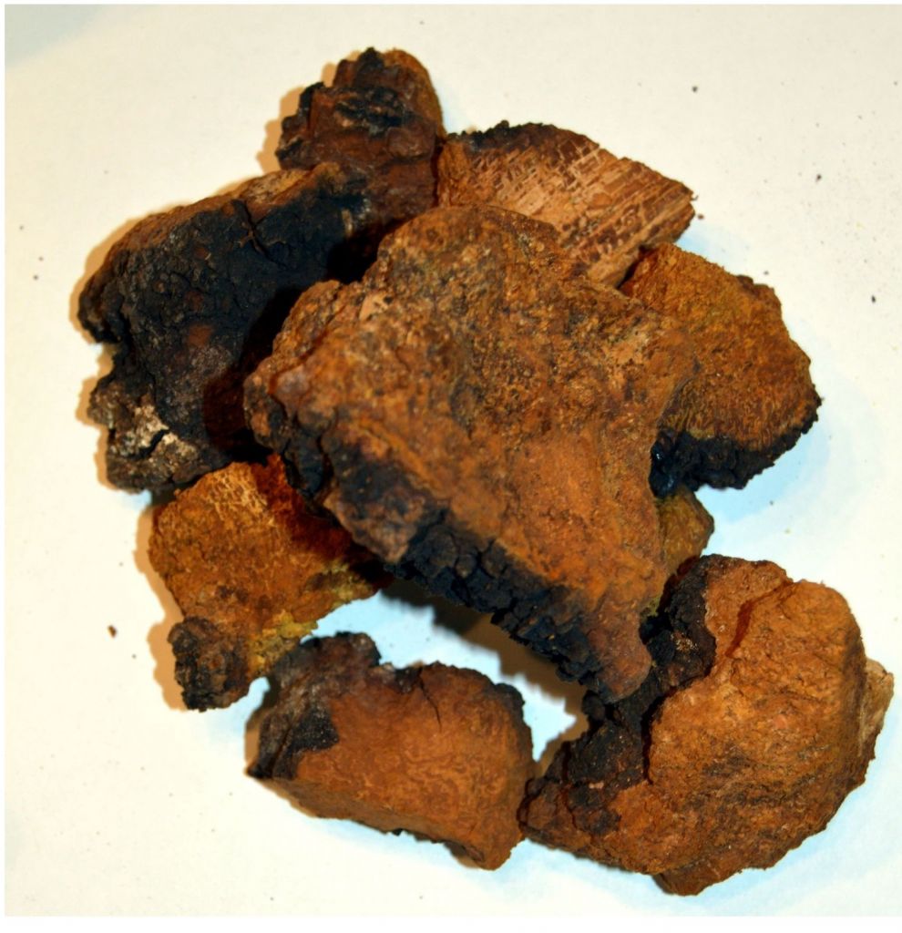 Wild Siberian Chaga Mushroom / Inonotus Obliquus / 2016 Harvest. Dried. Place of origin Altai Region of Siberia