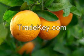 Fresh Oranges...we collect as soon as you buy