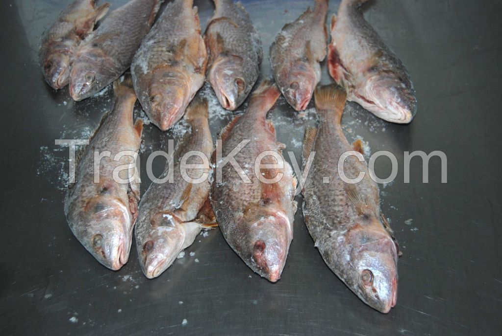 Yellow Croaker Gutted Scaled (micropogonias furnieri)