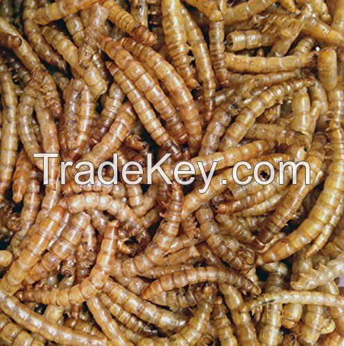 Dried mealworm for bird food