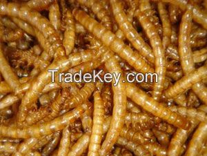 Dried mealworm for poultry food