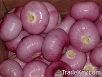 China fresh onion