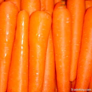 fresh Chinese carrot