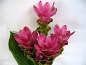 Curcuma Alismatifolia Siam Tulips