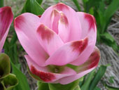 Curcuma Alismatifolia Siam Tulips