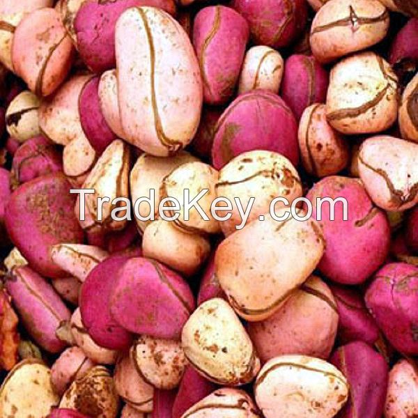 Kola Nut