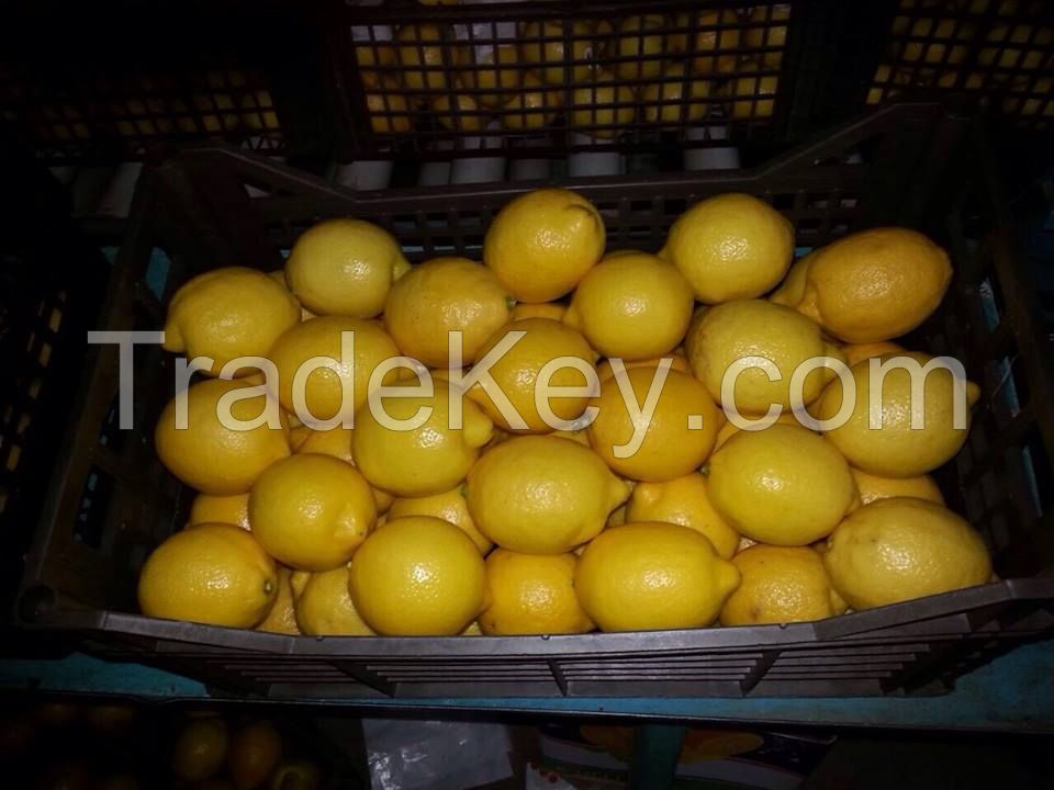 Eureka / Adalia Lemons