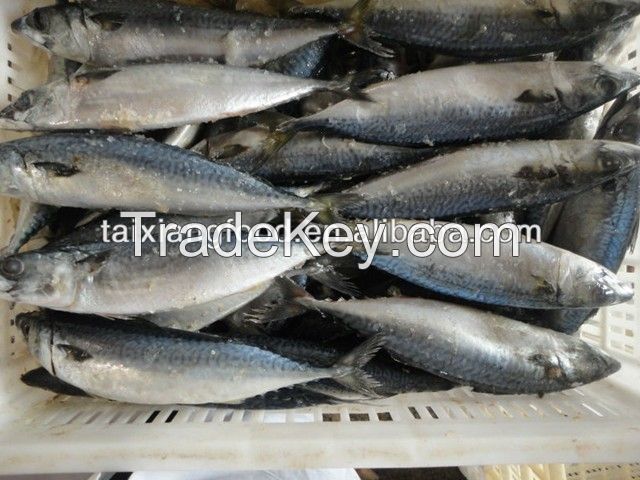 canned mackerel with tomato sauce