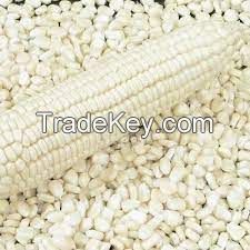 QUALITY YELOW AND WHITE CORN