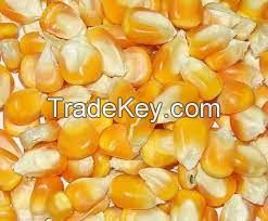QUALITY YELOW AND WHITE CORN
