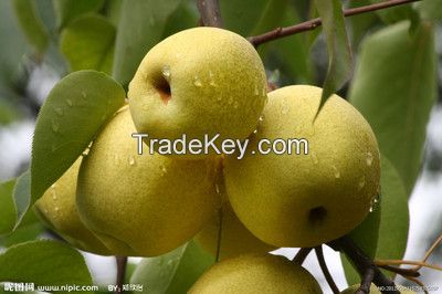 fresh pears