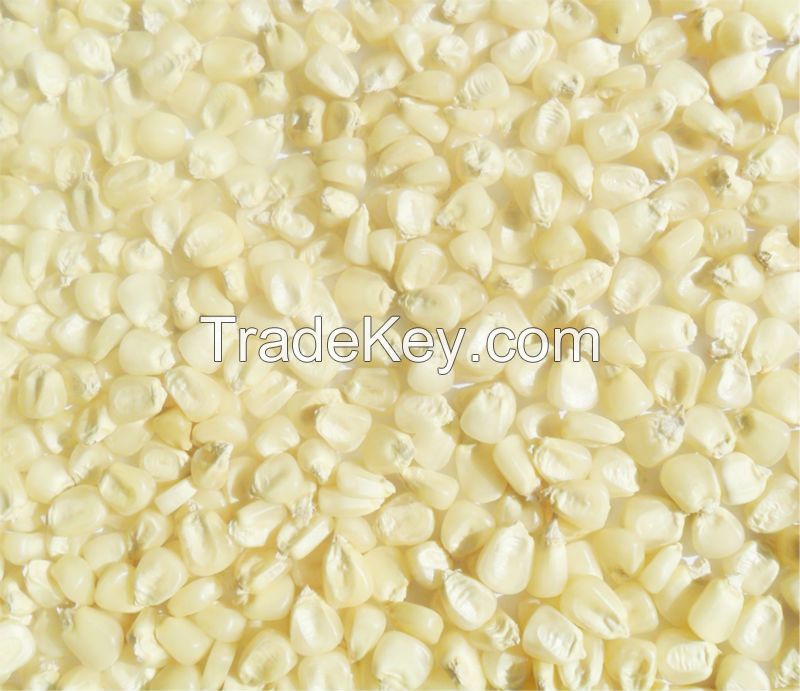Pure White and Yellow dry corn for human consumption and oil production