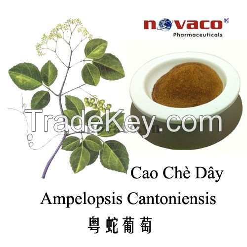 Ampelopsis cantoniensis extract