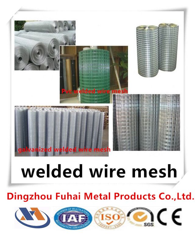 welded wire mesh/galvanized mesh