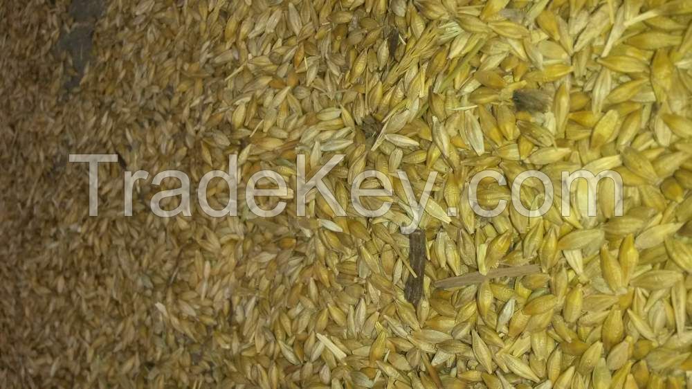 Russian feed barley