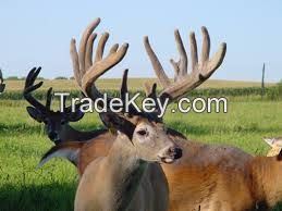 Deer Antler Velvet Extract powder red deer and fallow deer antlers