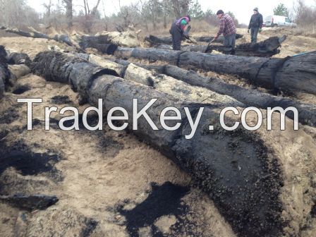 Bog Oak Unedged board