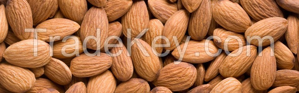  Almond Nut 