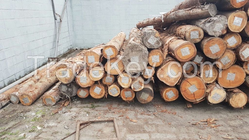 EUCALYPTUS LOGS