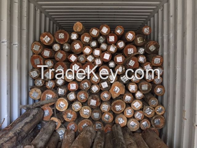 EUCALYPTUS LOGS