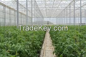 Greenhouse tomato on demand, with your specs. 