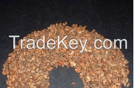 Natural Voacanga Africana Seeds