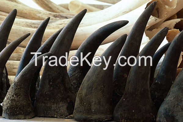 We sell Elephant Ivory Tusk, Mammoth Ivory and Rhinoceros Horn