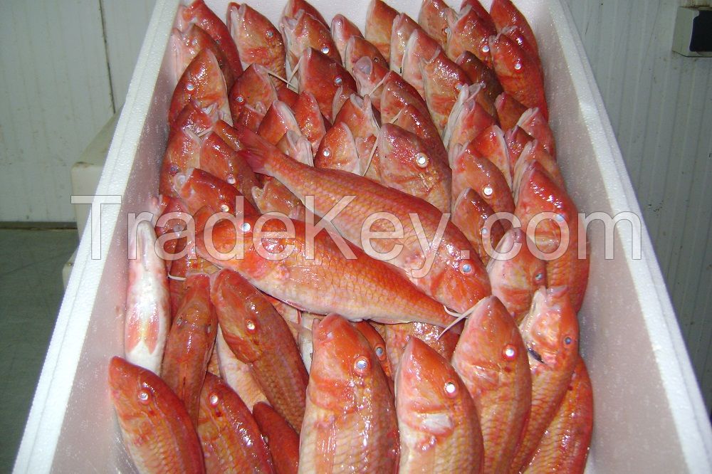 Frozen Red Mullet Fish